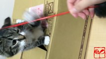ダンボールで遊ぶ子猫～Kitten playing in cardboard～