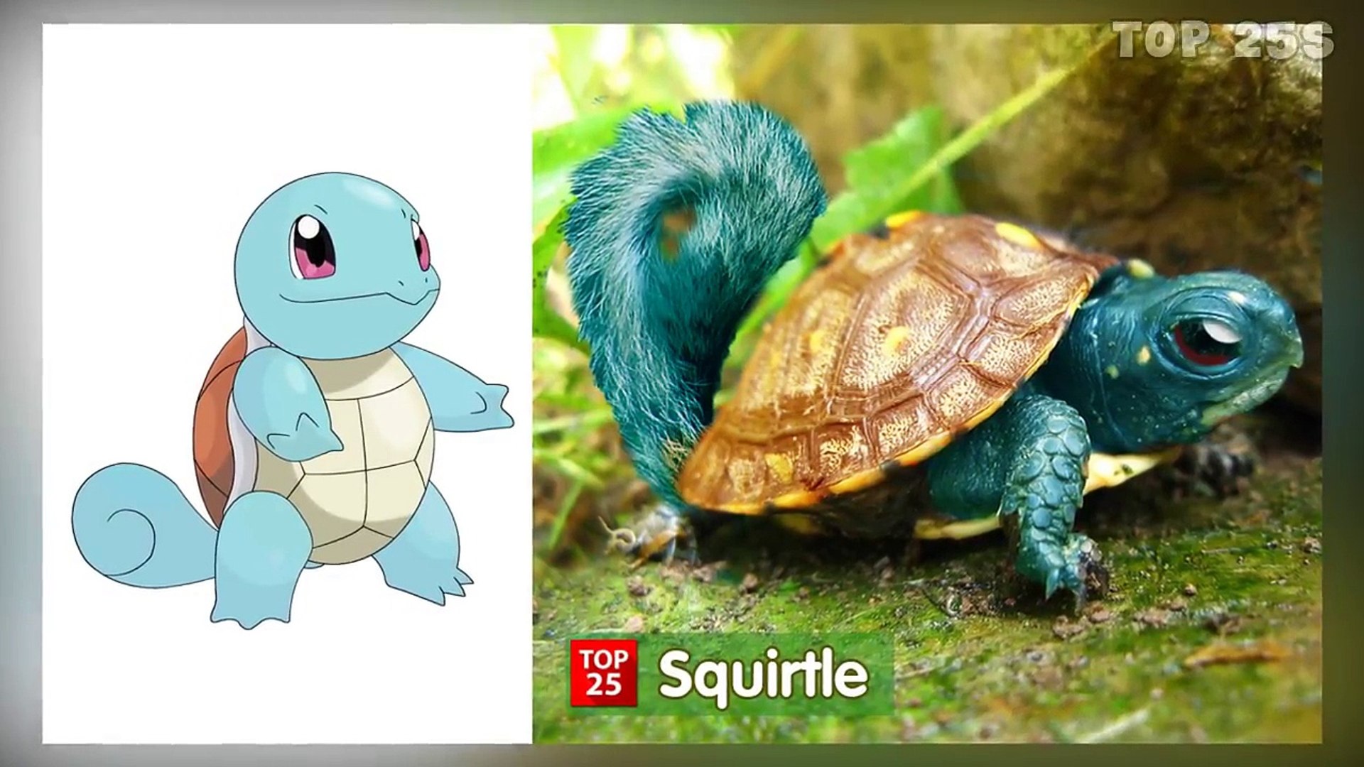 Squirtle real Life