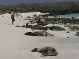 Galapagos Islands travel: Sea lions