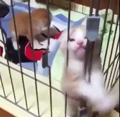 Os animais mais estranhos de 2018