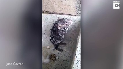 Un rat bizarre se lave comme un humain