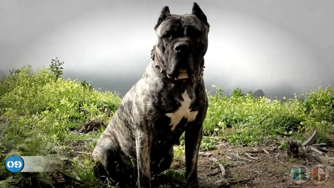 Top 10 Raças De Cachorro Mais Perigosas Do Mundo