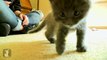 3D Kitty Is The Cutest Thing You'll See All Day - Kitten Love