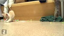 Funny Kittens Wrestle With Tiny Colored Balls! - Kitten Love