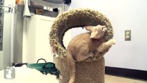 Cute Kitten FLIPS OUT and KNOCKS OVER Cat Tree! - Kitten Love