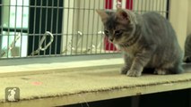 Kittens FREAK OUT for Laser Pointer! It's their FIRST TIME! - Kitten Love