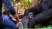 Koko the Gorilla Cries Over the Loss of a Kitten