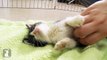 Belly Rubs for Adorable Kitten - Kitten Love