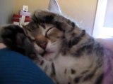 Purring, cuddling kitten! A baby Buckwheat. :)