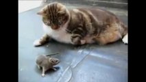 Comedy videos   Mouse attacks cat
