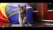 Divergent Trailer Parody - Difurgent (Cute Kitten Edition)
