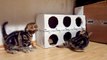 Cute Kittens playing a Box ( homemade free toy )