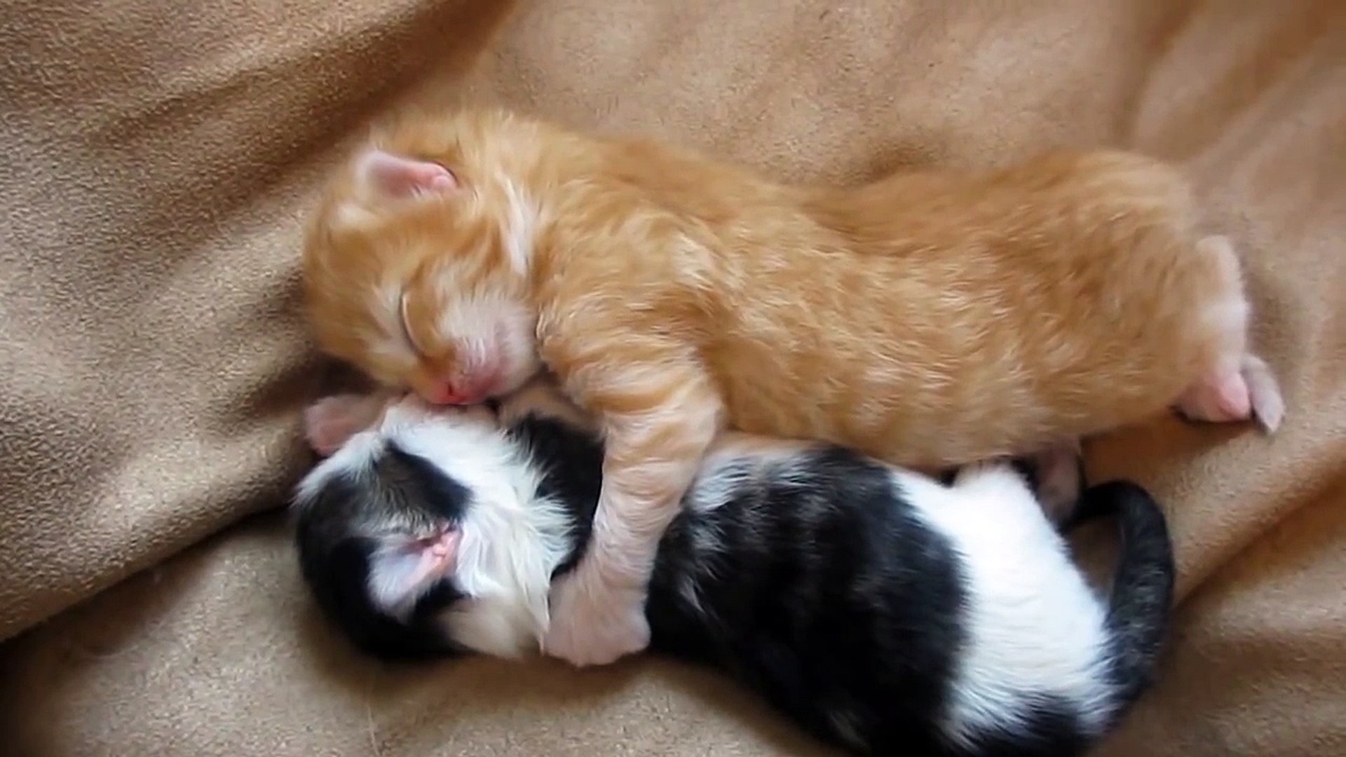 Cute kittens best sale cuddling
