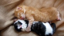 Cute Kittens Hugging