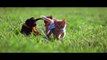 FLYING KITTENS vs FLYING PUPPIES at 1000 fps // ScottDW