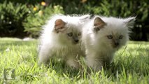 Adorable Fluffy Kittens Playing In The Grass - Cats At Play