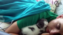 Scottish Fold Kitten Sleeping
