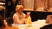 GCCF Supreme Cat Show 2011 Best Of Variety Siamese Kitten