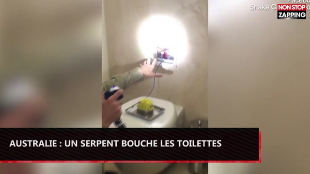 Australie : Un serpent bouche les toilettes d'une maison (vidéo)