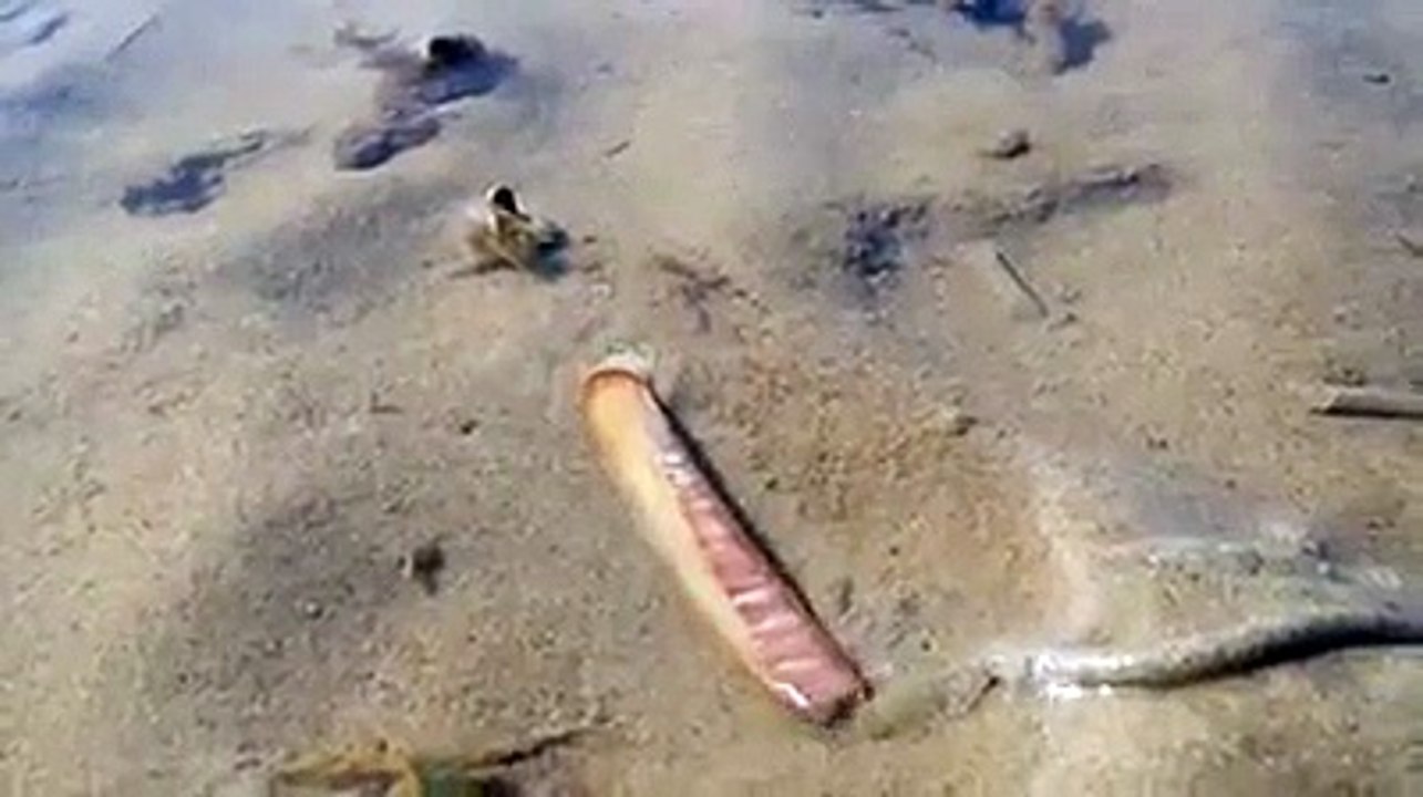 Vidéo d'un couteau de mer s'enfoncant dans le sable