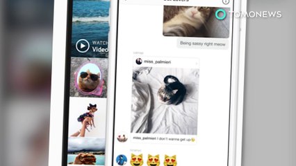 인스타그램, 동물 학대 경고 메시지 시스템 도입