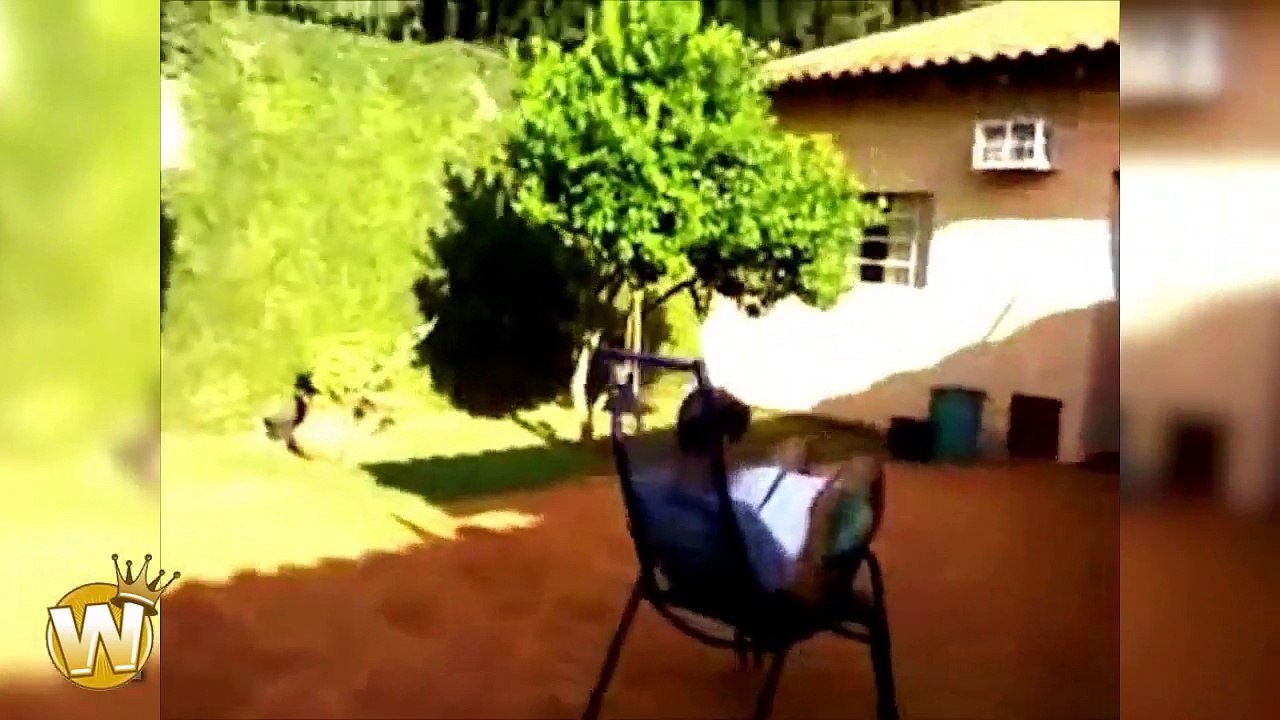 funny video clips