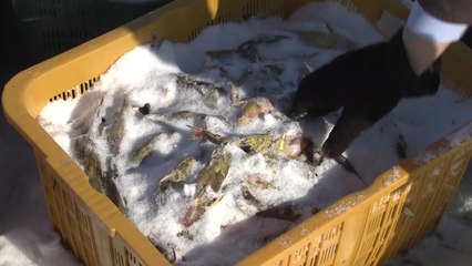 한파로 전남 양식장 8곳 피해...규모 확산 / YTN