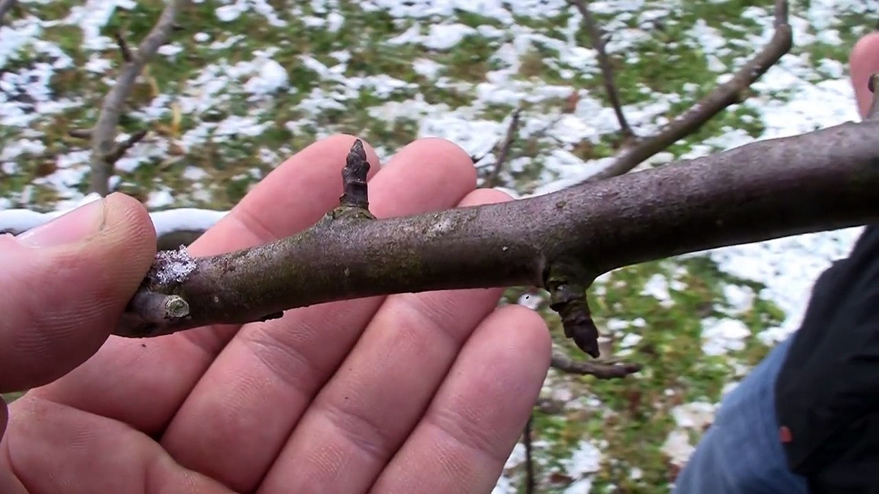 So macht's der Profi: Obstbaumschnitt Film 3 von 3