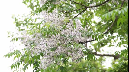 OGXT - Hoa Xoan Bên Thềm Cũ