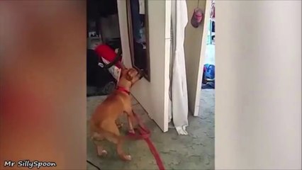 Confused Pets - Funny, Clueless, Confused Pets/Animals!