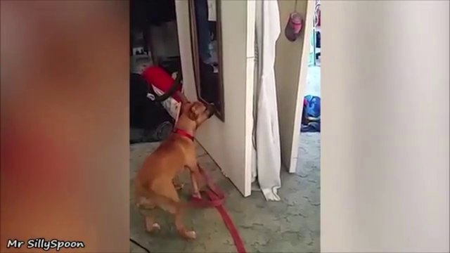 Confused Pets - Funny, Clueless, Confused Pets/Animals!