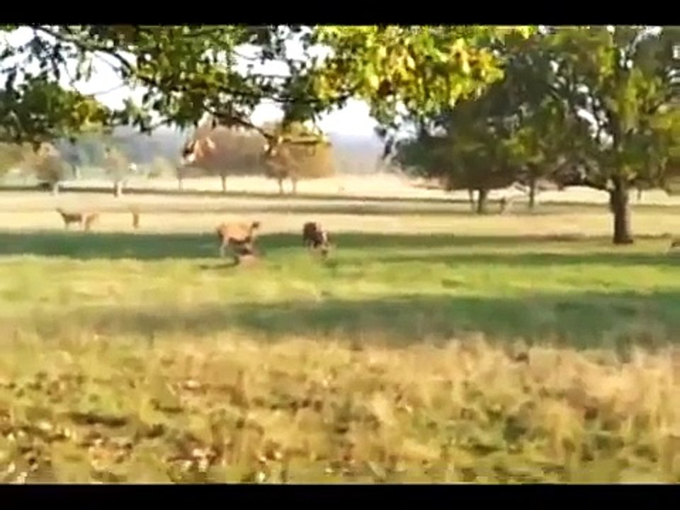 Fenton!! Fenton!! Fenton!! Oh Jesus Christ!!!