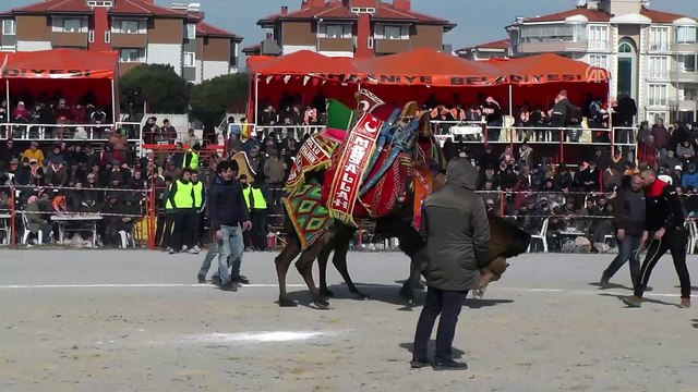 14. Uluslararası Burhaniye Zeytin ve Zeytinyağı Hasat Festivali - BALIKESİR