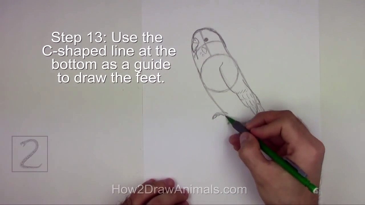 How to Draw a Budgie / Parakeet (Green)