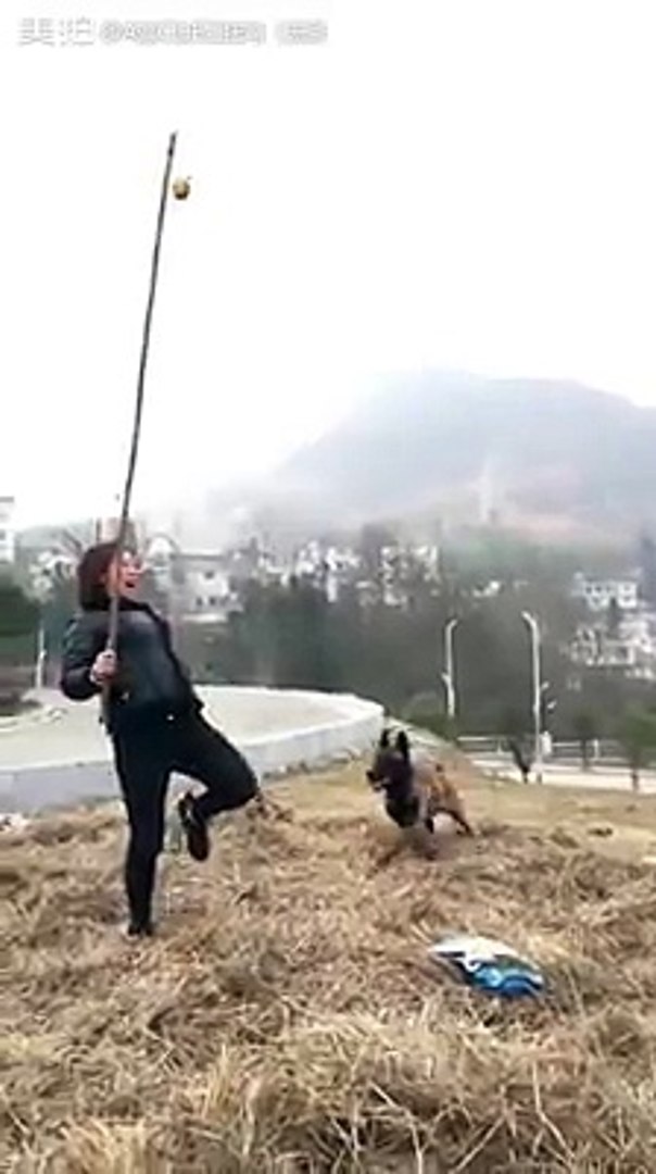 Köpek nasıl eğitilir