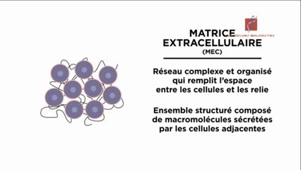 La matrice cellulaire (définition,rôle et différents composants)