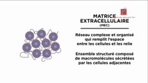 La matrice cellulaire (définition,rôle et différents composants)