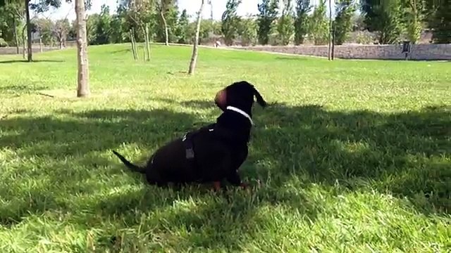 Sindrome de diogenes (teckel dachsund )