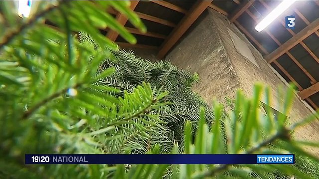 Doubs : les bienfaits des huiles essentielles de sapin