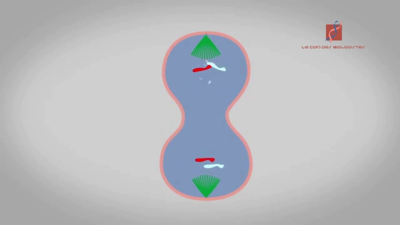 la réplication de L’ADN (résumé)