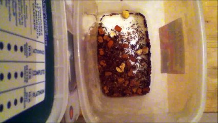 Dermestids-attagenus Unicolor #435