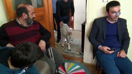 Evde buzağı besleyen çiftçiye Milletvekilinden teşekkür