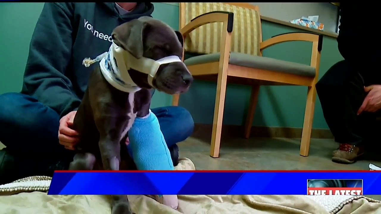 Man Arrested After Puppy Found with Multiple Broken Bones, Injuries