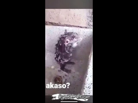 Kişisel Bakım Konusunda Çok Hassas Olan Fare