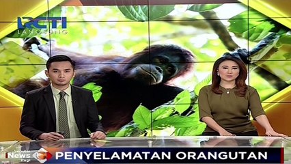 Habitat Dirusak, Orangutan Masuk Perkampungan Warga di Kalimantan Tengah