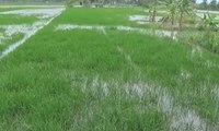 Tanaman Padi Terendam Banjir, Petani Terancam Gagal Panen