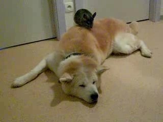 Yoshi à dos de chien