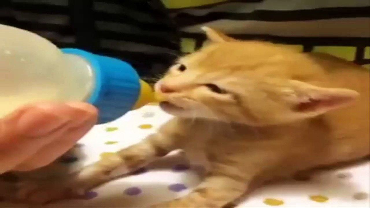 chaton mignon