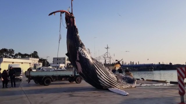 멸종위기종 '혹등고래' 그물에 걸려 죽은 채 발견 / YTN