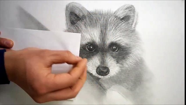 연필그림 - 동물(너구리)그리기 [Realistic animal drawing - Raccoon dog / Speed drawing]